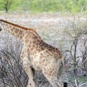 NAM OSHI Etosha 2016NOV26 079 : 2016, 2016 - African Adventures, Africa, Date, Etosha National Park, Month, Namibia, November, Oshikoto, Places, Southern, Trips, Year